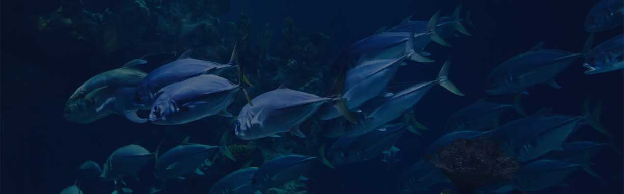 Black Friday 2025 discounted scuba gear